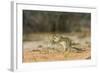 Mexican Ground Squirrel-Gary Carter-Framed Photographic Print