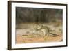 Mexican Ground Squirrel-Gary Carter-Framed Photographic Print