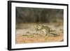 Mexican Ground Squirrel-Gary Carter-Framed Photographic Print