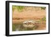 Mexican Ground Squirrel-Gary Carter-Framed Photographic Print