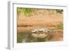 Mexican Ground Squirrel-Gary Carter-Framed Photographic Print