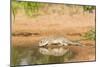 Mexican Ground Squirrel-Gary Carter-Mounted Photographic Print