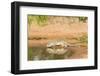 Mexican Ground Squirrel-Gary Carter-Framed Photographic Print