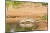 Mexican Ground Squirrel-Gary Carter-Mounted Photographic Print