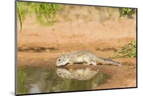 Mexican Ground Squirrel-Gary Carter-Mounted Photographic Print