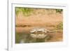 Mexican Ground Squirrel-Gary Carter-Framed Photographic Print