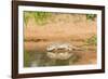 Mexican Ground Squirrel-Gary Carter-Framed Photographic Print