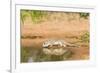 Mexican Ground Squirrel-Gary Carter-Framed Photographic Print