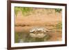 Mexican Ground Squirrel-Gary Carter-Framed Photographic Print