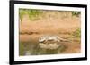 Mexican Ground Squirrel-Gary Carter-Framed Photographic Print