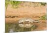 Mexican Ground Squirrel-Gary Carter-Mounted Photographic Print