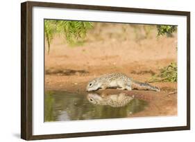 Mexican Ground Squirrel-Gary Carter-Framed Photographic Print