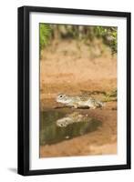 Mexican Ground Squirrel-Gary Carter-Framed Photographic Print