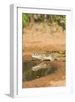 Mexican Ground Squirrel-Gary Carter-Framed Photographic Print