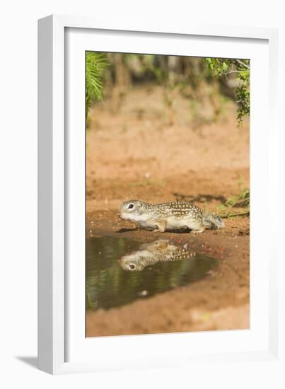 Mexican Ground Squirrel-Gary Carter-Framed Photographic Print