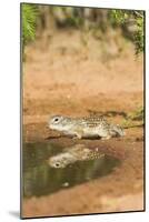 Mexican Ground Squirrel-Gary Carter-Mounted Photographic Print