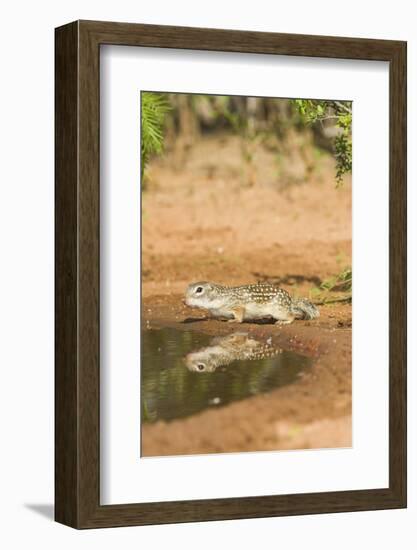 Mexican Ground Squirrel-Gary Carter-Framed Photographic Print