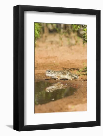 Mexican Ground Squirrel-Gary Carter-Framed Photographic Print
