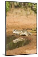 Mexican Ground Squirrel-Gary Carter-Mounted Photographic Print