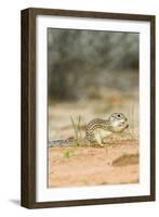 Mexican Ground Squirrel-Gary Carter-Framed Photographic Print