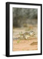 Mexican Ground Squirrel-Gary Carter-Framed Photographic Print