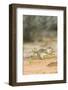 Mexican Ground Squirrel-Gary Carter-Framed Photographic Print