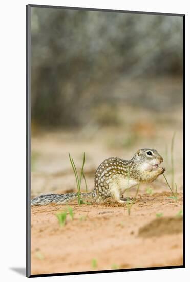 Mexican Ground Squirrel-Gary Carter-Mounted Photographic Print