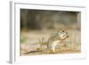 Mexican Ground Squirrel-Gary Carter-Framed Photographic Print