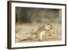 Mexican Ground Squirrel-Gary Carter-Framed Photographic Print