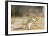 Mexican Ground Squirrel-Gary Carter-Framed Photographic Print