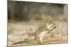 Mexican Ground Squirrel-Gary Carter-Mounted Photographic Print