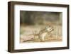 Mexican Ground Squirrel-Gary Carter-Framed Photographic Print