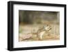 Mexican Ground Squirrel-Gary Carter-Framed Photographic Print