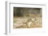 Mexican Ground Squirrel-Gary Carter-Framed Photographic Print