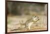 Mexican Ground Squirrel-Gary Carter-Framed Photographic Print