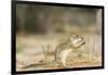 Mexican Ground Squirrel-Gary Carter-Framed Photographic Print