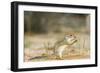 Mexican Ground Squirrel-Gary Carter-Framed Photographic Print