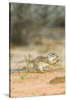 Mexican Ground Squirrel-Gary Carter-Stretched Canvas