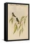 Mexican Hemit Hummingird-John Gould-Framed Stretched Canvas