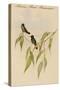 Mexican Hemit Hummingird-John Gould-Stretched Canvas
