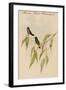 Mexican Hemit Hummingird-John Gould-Framed Art Print