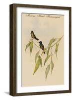 Mexican Hemit Hummingird-John Gould-Framed Art Print