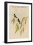 Mexican Hemit Hummingird-John Gould-Framed Art Print