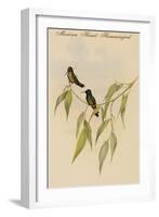 Mexican Hemit Hummingird-John Gould-Framed Art Print