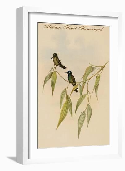 Mexican Hemit Hummingird-John Gould-Framed Art Print