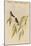 Mexican Hemit Hummingird-John Gould-Mounted Art Print