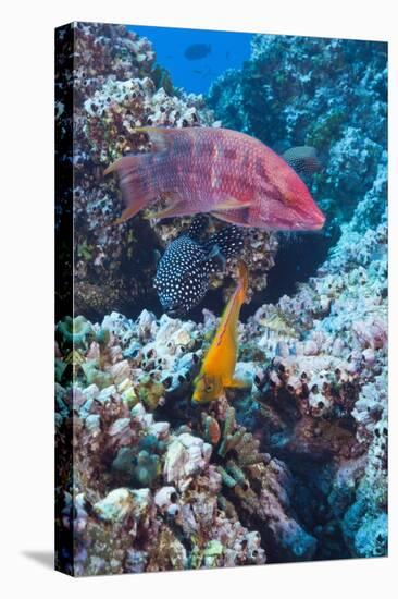 Mexican Hogfish (Bodianus Diplotaenia), Clarion Angelfish (Holacanthus Clarionensis) and Guineafowl-Reinhard Dirscherl-Stretched Canvas