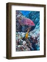 Mexican Hogfish (Bodianus Diplotaenia), Clarion Angelfish (Holacanthus Clarionensis) and Guineafowl-Reinhard Dirscherl-Framed Photographic Print