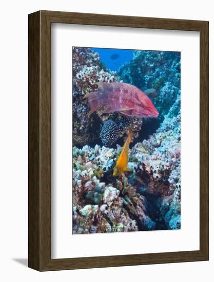 Mexican Hogfish (Bodianus Diplotaenia), Clarion Angelfish (Holacanthus Clarionensis) and Guineafowl-Reinhard Dirscherl-Framed Photographic Print