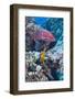 Mexican Hogfish (Bodianus Diplotaenia), Clarion Angelfish (Holacanthus Clarionensis) and Guineafowl-Reinhard Dirscherl-Framed Photographic Print